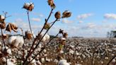 Swiss Mill Joins Egypt’s Cotton Farmers in Sustainability Push