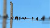 Un pequeño pueblo bonaerense quedó invadido por los loros - Diario Hoy En la noticia