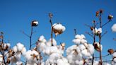 Brasil passa EUA e se torna o maior exportador de algodão do mundo Por Poder360