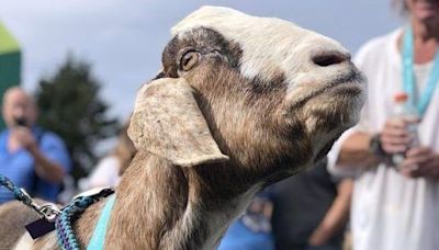 A goat crashed a marathon in Newfoundland and 'at one point he was leading the race'