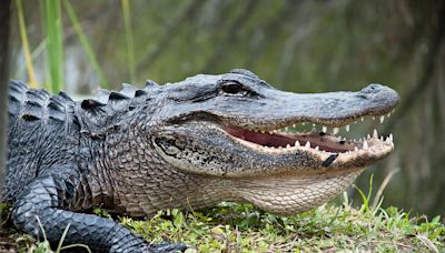 Wally the Emotional Support Alligator has gone missing