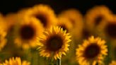 Sunflowers make small moves to maximize their Sun exposure − physicists can model them to predict how they grow