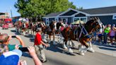 World-famous Budweiser Clydesdale horses are visiting the Ozarks this fall