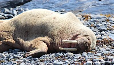 全球首例！北極發現海象死於禽流感病毒