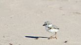 Smith: Piping plovers gain a foothold on Cat Island complex in Green Bay