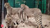 MP govt refuses RTI info on Project Cheetah - The Economic Times