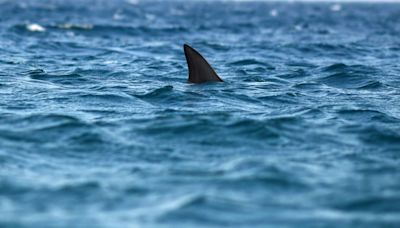 Un tiburón golpea violentamente una moto de agua en la misma playa en la que una mujer y dos adolescentes fueron atacadas