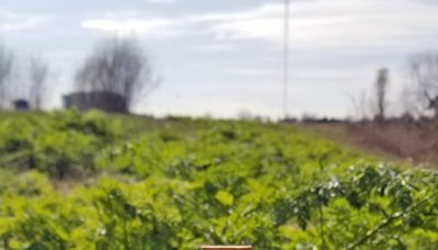 Poison hemlock, a member of the carrot family, can cause paralysis, suffocation in animals