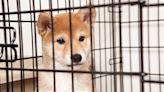 Shiba Inu Is Already Up 220% in 2024, Crushing Bitcoin. Is It Too Late to Buy?