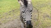 Spot stripes? What we know about WA’s missing zebra