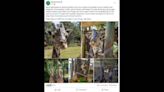 Beloved giraffe with ‘magnetic personality’ and love of crackers dies at Florida zoo