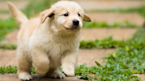 Dog Trainer Shares 6 Key Tips for People Getting Ready To Bring a Puppy Home