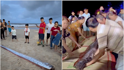 天災前兆？越南驚現「超大地震魚」身長4.5公尺 民眾搶圍觀