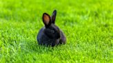 Bunny Nails Impressive Jump and People Are in Awe