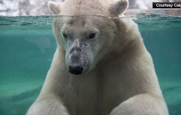 Polar bear dies in tragic accident while playing with another polar bear, zoo says