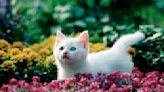 146 Fabulous Flower Names for Cats