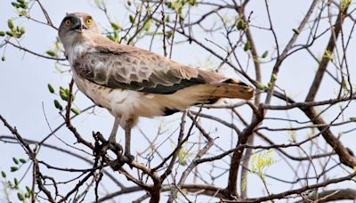 WWF-India organises ‘Wings of Wonder’ exhibition to raise awareness on India’s birds of prey