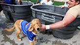 Three years ago: Goldie, TU's canine ambassador dies of cancer