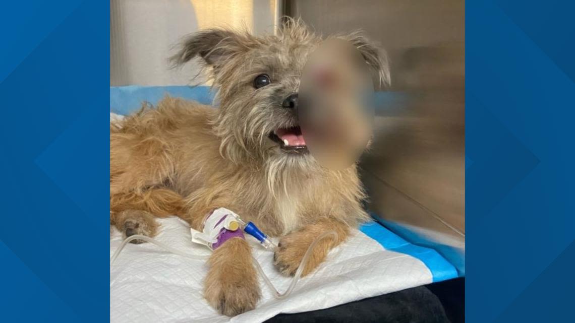 Abandoned dog recovering after being hit by car on Route 44 in Canton: Animal Control