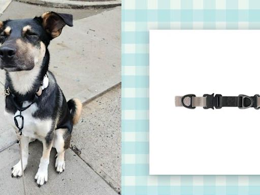 Your Morning Walks Just Got So Much More Pleasant Thanks to This Dog Collar