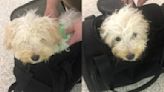 Shelter seeks information about puppy left behind at Indianapolis airport