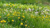 Allowing a patch of grass in gardens to grow long helps butterflies, study finds