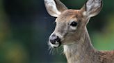 Pitt class recommends using sharpshooters to cull city's deer population