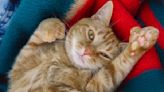 Cat With Extra Toes: What Causes Them and Whether to Be Concerned, According to a Vet