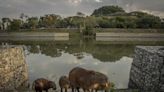 Capivaras acessam margens do rio Pinheiros com novas rampas