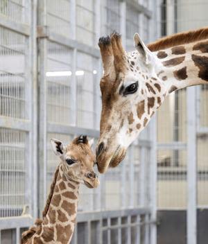 Watch baby giraffe slowly gets to his feet after being born | FOX 28 Spokane