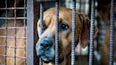 ASPCA opposes House Farm Bill, says it guts local animal protections