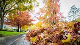 What you need to know about annual leaf collection in Eugene, Springfield, Lane County