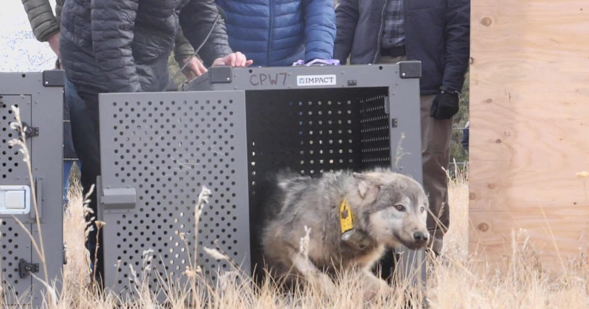 Colorado wolf tracker map shows new exploration in areas of Summit, Larimer counties