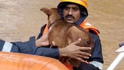 Watch: Rescue worker saves stranded dog amid Karnataka floods; earns praise