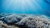 New Photos Show Just How Bad Mass Coral Bleaching Is On The Great Barrier Reef