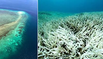 Australia, la grande barriera corallina si sta sbiancando: cosa sta succedendo e perché