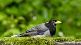 The magpies of the Himalayas