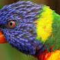 Colorful animals