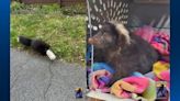 Pennsylvania wildlife rehabilitation center saves mother skunk with can stuck on head