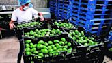 Garantiza Cancillería seguridad a inspectores de aguacate de EU