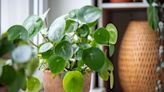 Double your money: How to propagate a Chinese money plant