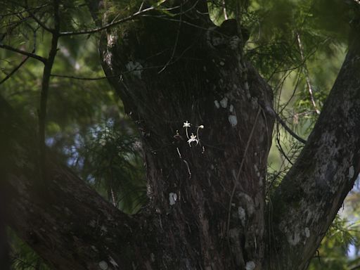 Feds agree to start process that could establish ghost orchid habitat in south Florida