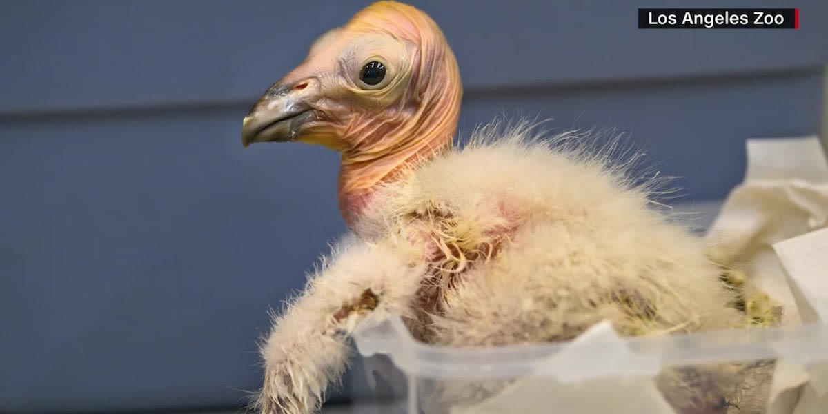 Zoo sees record 17 California condor chicks hatch during breeding season