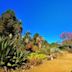 Ruth Bancroft Garden