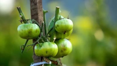 Tomato growing mistakes to avoid this summer or risk total crop loss