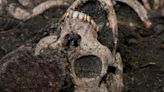 Roban un maxilar con dientes de oro de una de las víctimas exhumadas en el barranco de Víznar