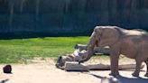 Watch Reid Park Zoo's adorable baby elephant explore her habitat