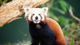 Endangered red panda arrives at tailor-made zoo home
