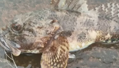 Bizarre fish caught off Scottish coast as angler 'shocked' by discovery