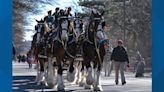 Budweiser Clydesdales to appear in Grand Haven Coast Guard Festival parade